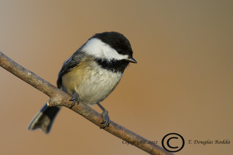 CHICKADEE
